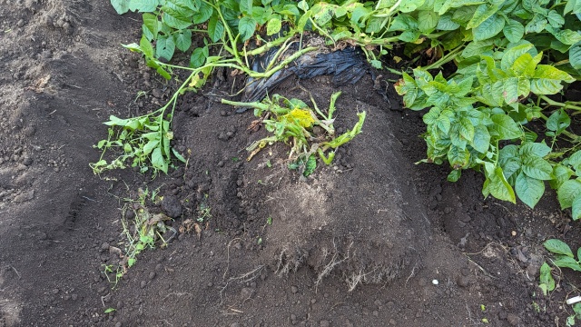 potate_harvesting_img