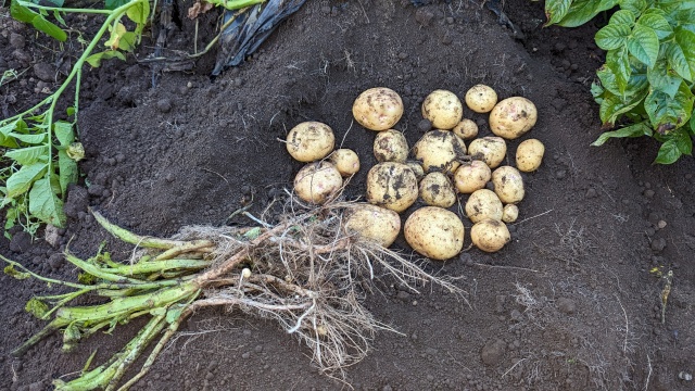 potate_harvesting_img