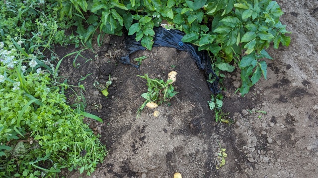 potate_harvesting_img