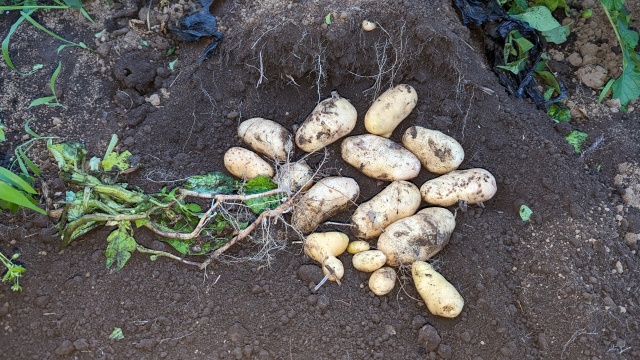 potate_harvesting_img