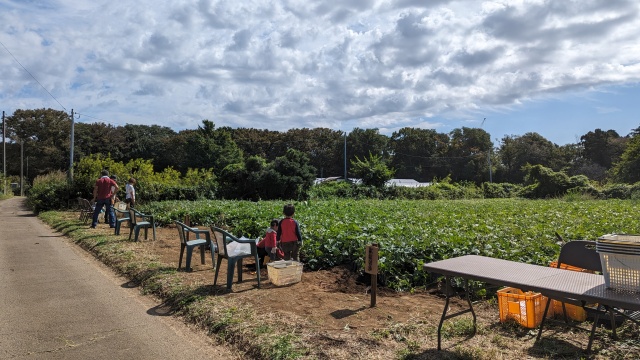 sweetpotate_harvesting_img