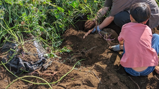 sweetpotate_harvesting_img