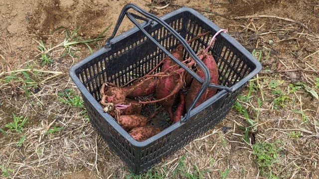 sweetpotate_harvesting_img