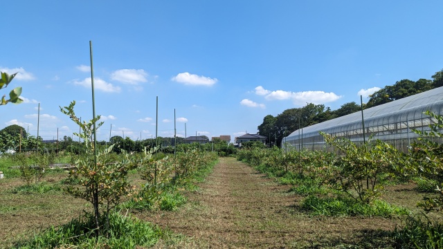 harvesting_image