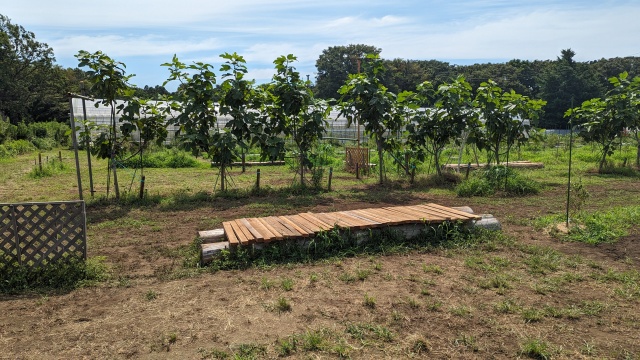 harvesting_image