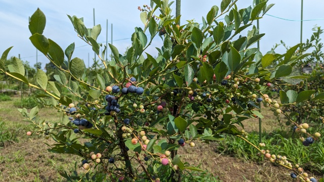 harvesting_image