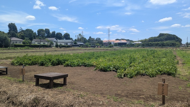 harvesting_image