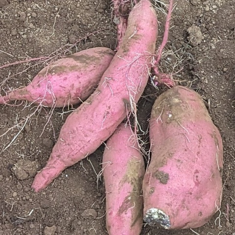 sweetpotato