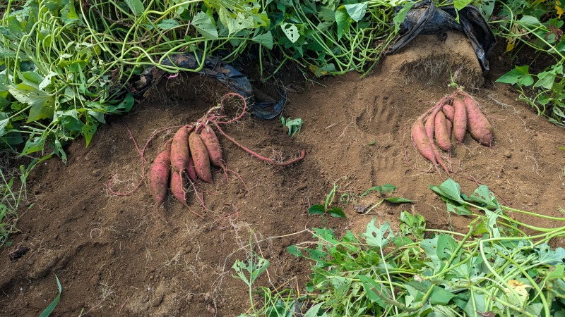 harvesting_image