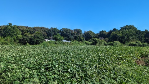 sweetpotate_field_image