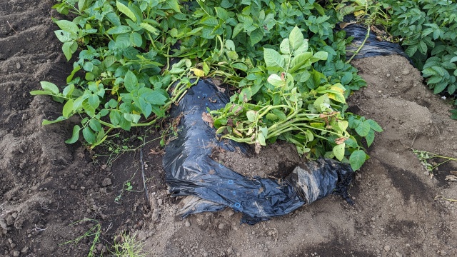 harvesting_image