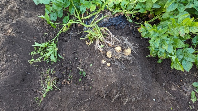 harvesting_image
