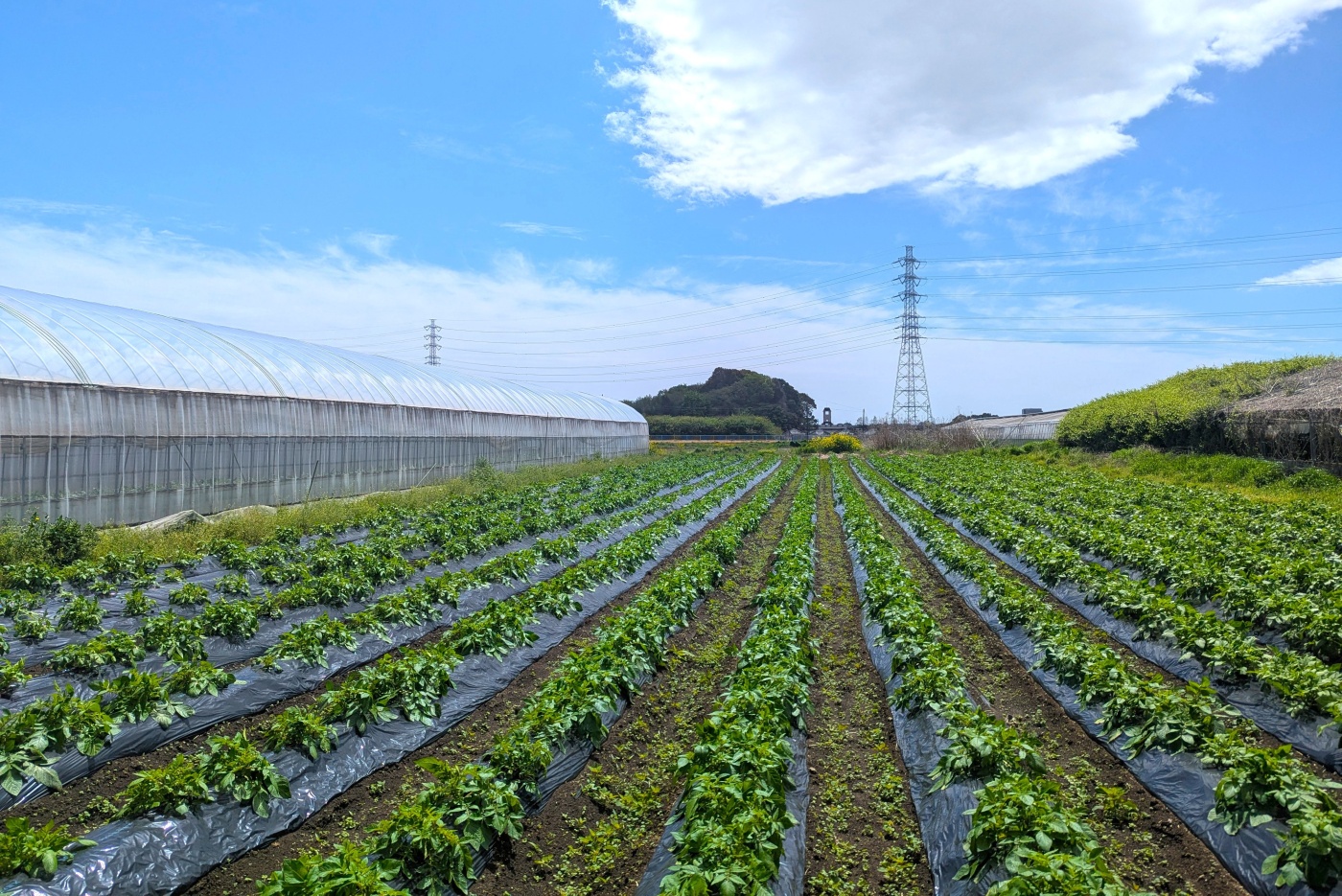 収穫体験の画像